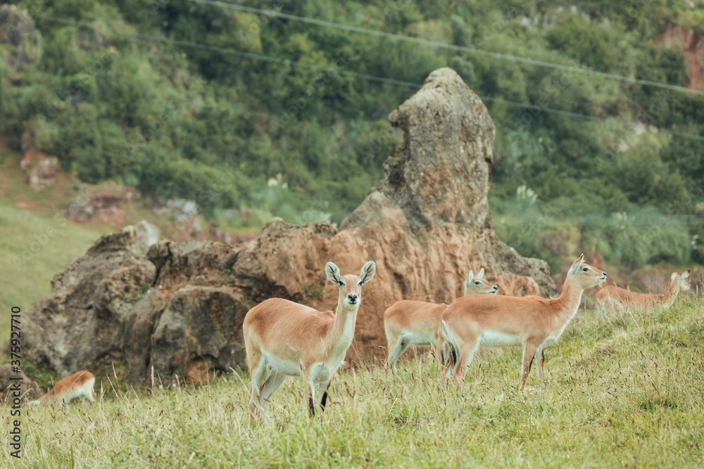 Group of female Antelope in nature eating Group of female Antelope in nature eating