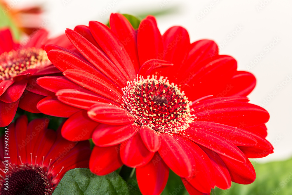 Close-up of a gerbera flower with its red petals and its center with its middle and inner rings and yellow pollen, wonderful combination of color and texture in a flower