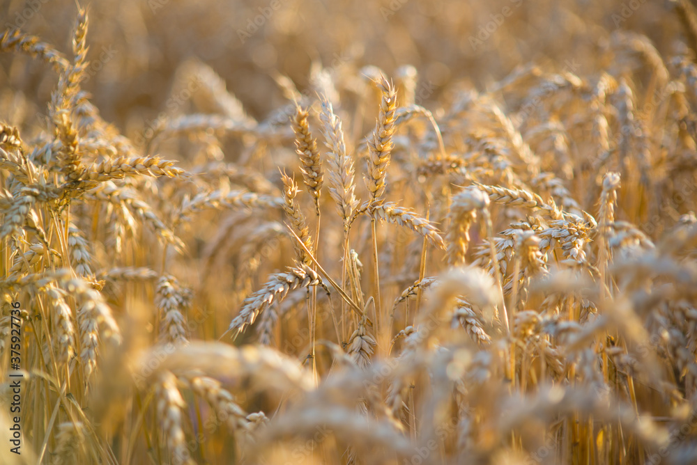 Fototapeta premium golden wheat field in summer