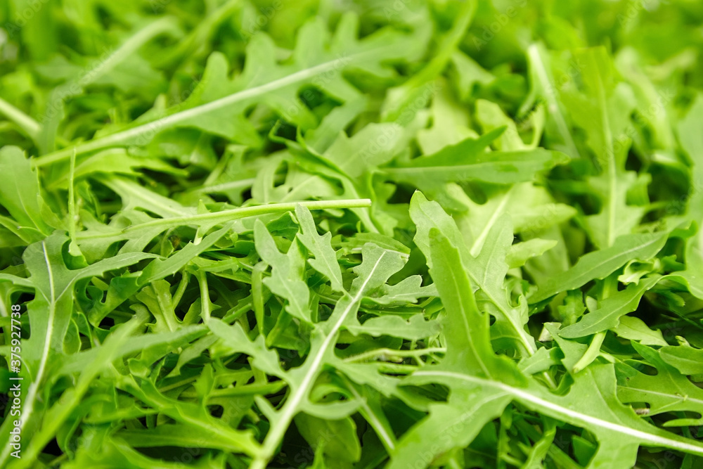 Green arugula or ruccola leaves texture background