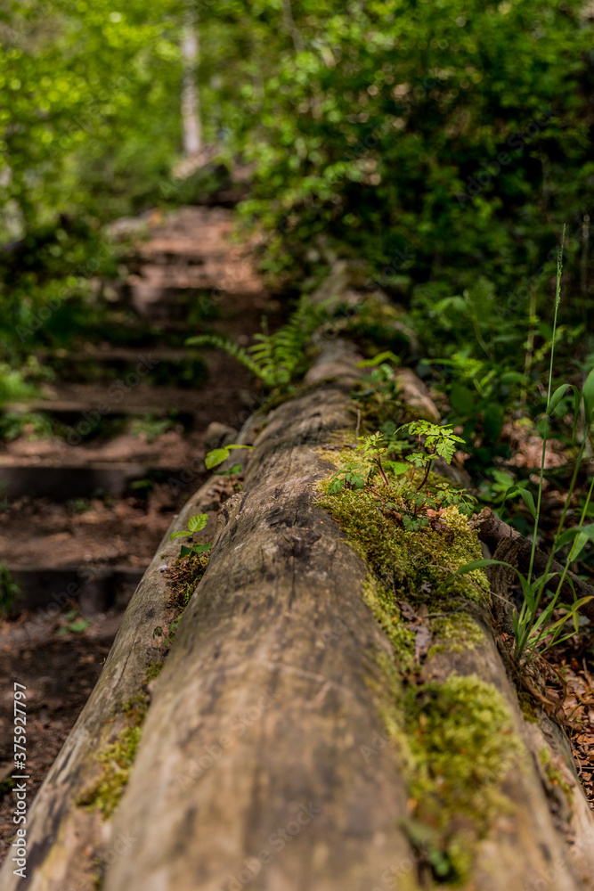 Fallen tree trunk with moss next to a stair on a hill in the forest surrounded by green vegetation with a blurred background, sunny day in Kelmonderbos Beek, South Limburg, the Netherlands