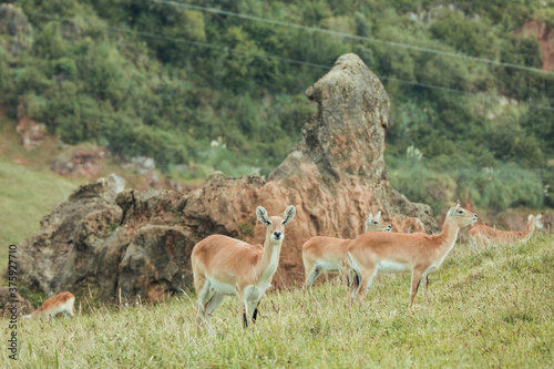 Group of female Antelope in nature eating