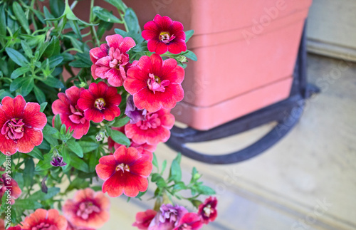 pink flowers in a pot