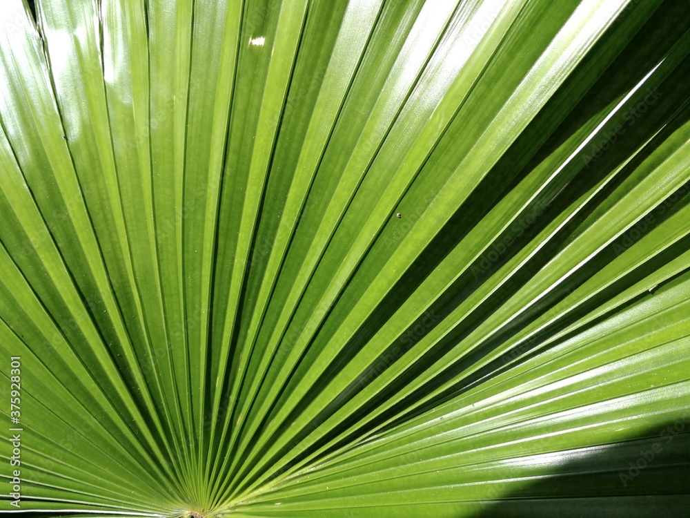 Fototapeta premium palm tree leaves