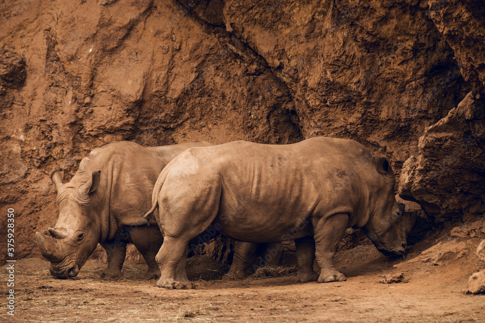 Obraz premium Group of african white rhinos
