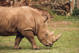 African white rhino walking
