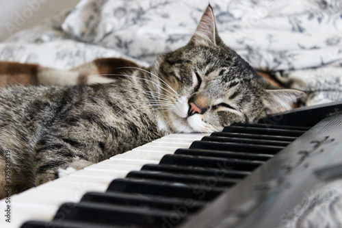 Portrait of brown tabby cat sleeping on piano.  Big green eyes. A beautiful background for wallpaper, cover, postcard. Isolated, close up. Cats concept. Pet friend