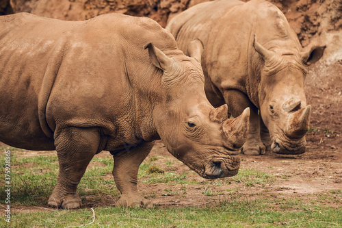 Close up of Group of african white rhinos