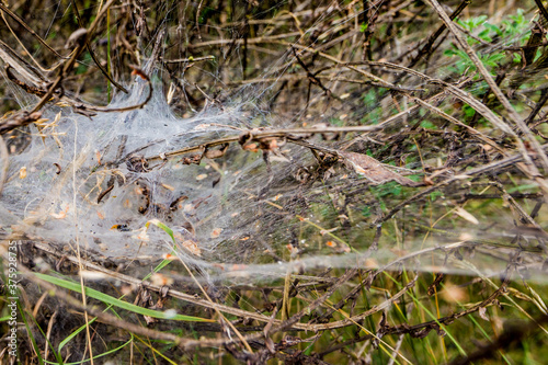 Spider web found among the branches of a thicket with dry leaves and with a green background