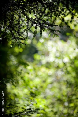 Arrière-plan feuillage sapin lumineux - nature forêt biodiversité fond d'écran 