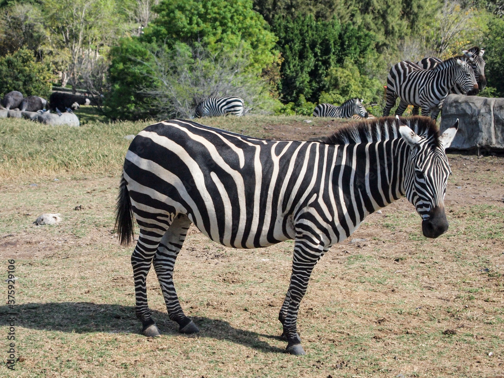 Zebra standing in the meadow with green brown grass, other zebras and abundant vegetation with green foliage in the background, sunny day in a nature reserve in Guadalajara, Jalisco Mexico