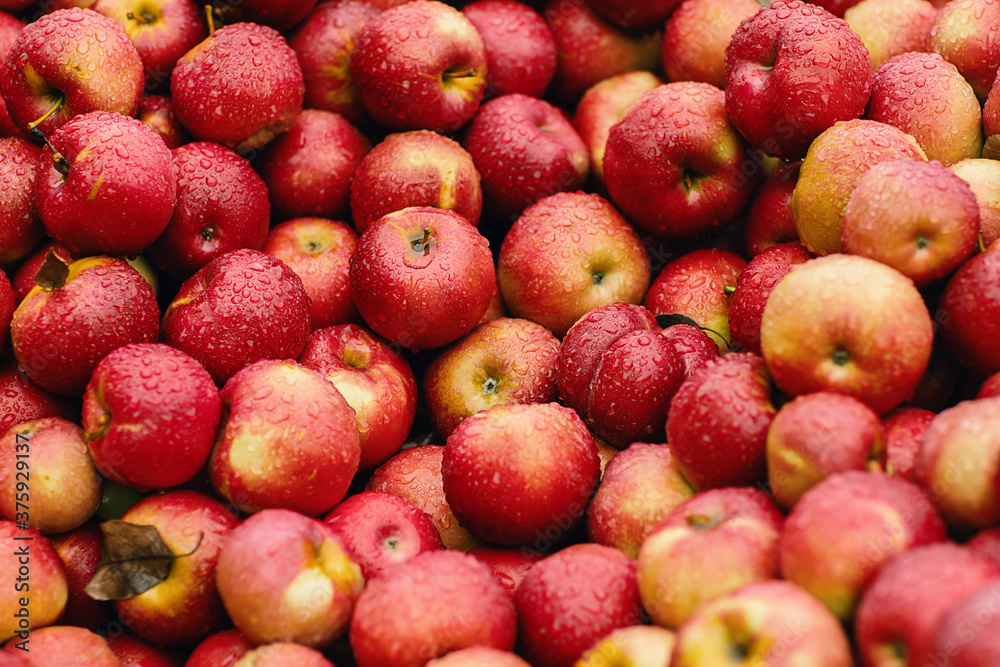 Close up red apples with rain drops on farm market Close up red apples with rain drops on farm market