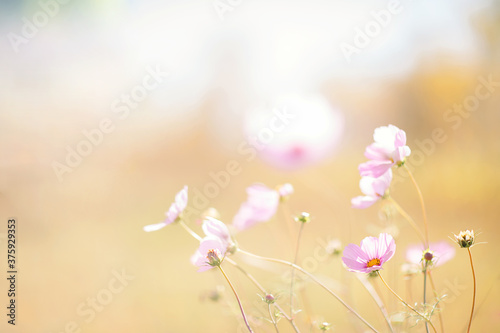 Small pink fall autumn flowers on yellow background 