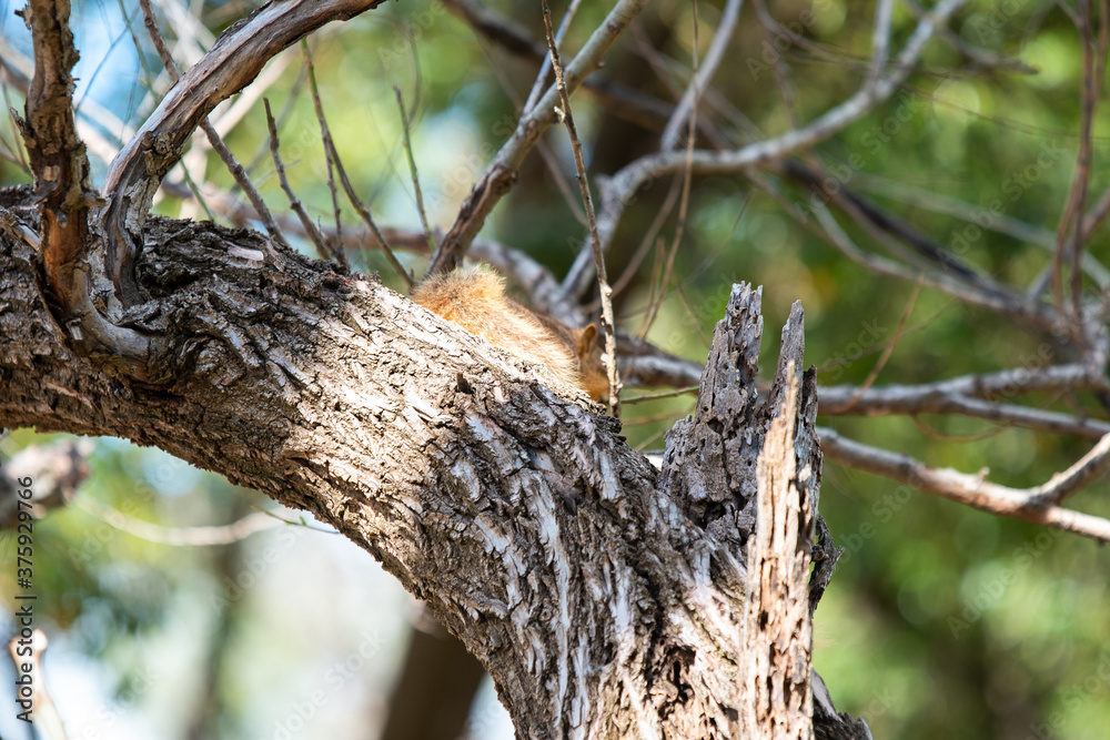 squirrel on the tree  