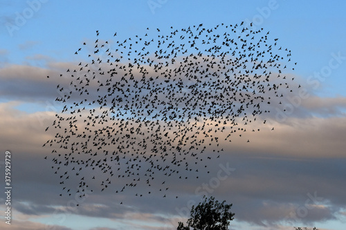 Flock of crows in the sky