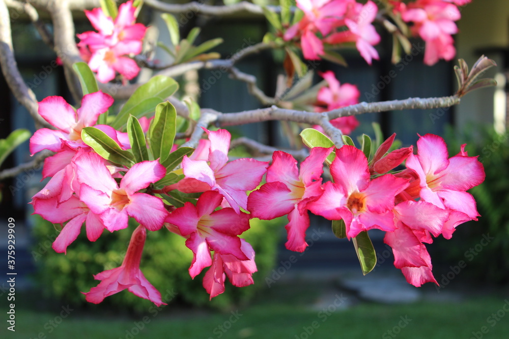 Obraz premium pink cherry blossom