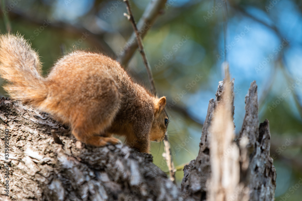 Obraz premium squirrel on the tree 