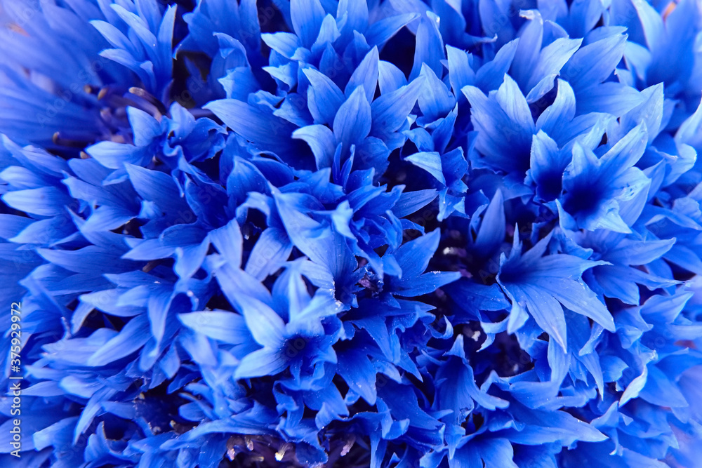 Floral background - blue cornflowers petals