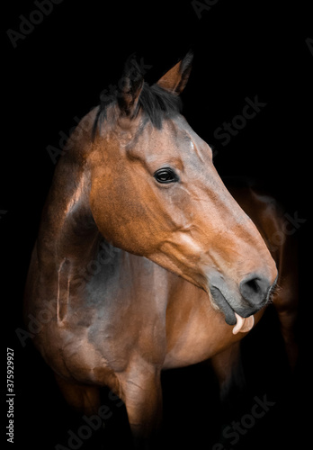 Fototapeta Naklejka Na Ścianę i Meble -  Horse on black background