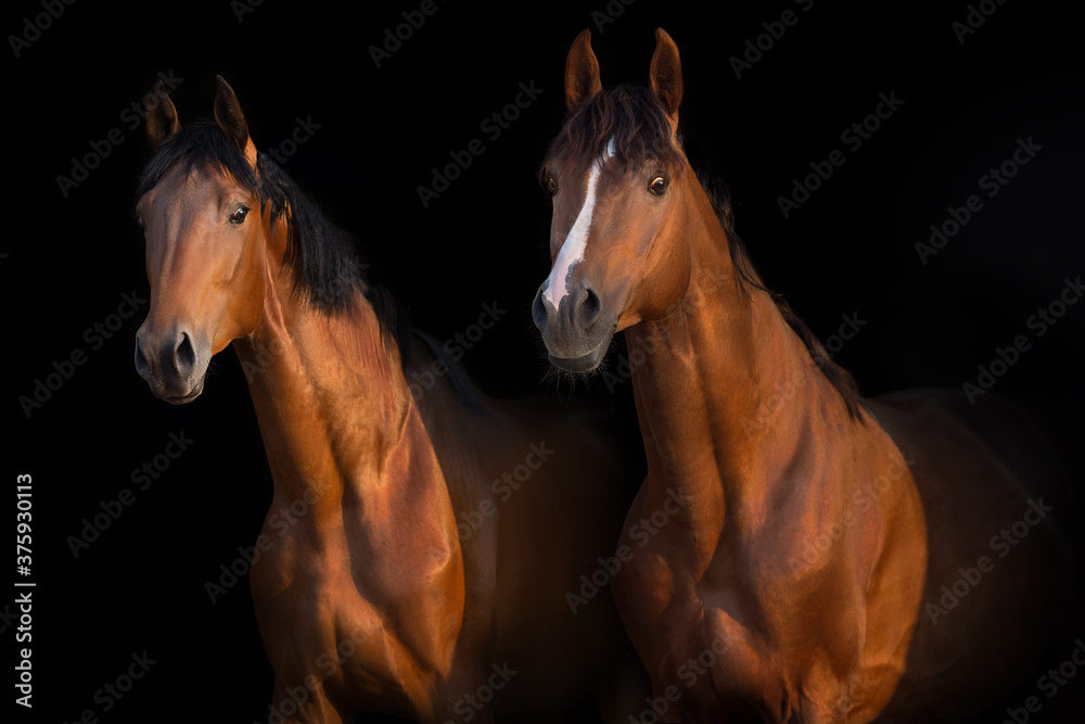 Red and bay  horse  against black background