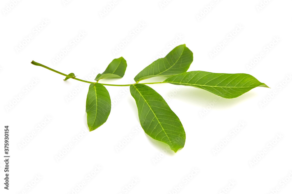 Walnut tree leaf isolated on white background Walnut tree leaf isolated on white background