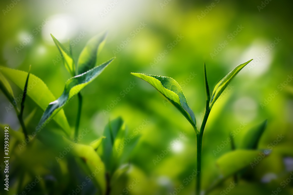 Fresh green tea buds and leaves from a tea garden at India Fresh green tea buds and leaves from a tea garden at India