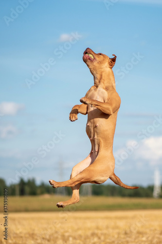 Funny American Pit Bull Terrier catching a ball in a jump on the field.