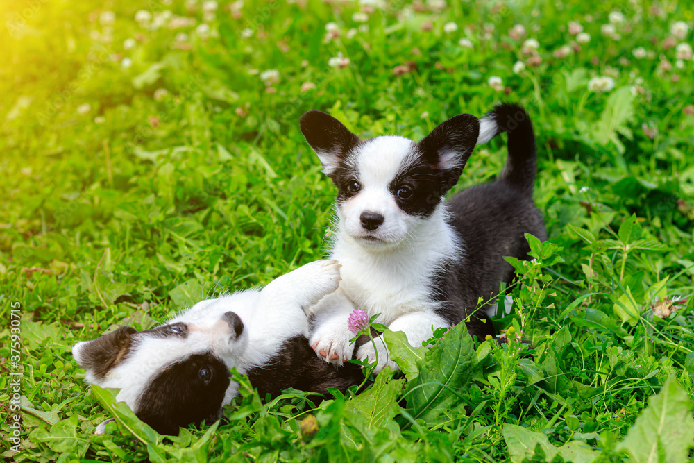 Corgi puppies play on the grass . Puppies on the grass. The game animals. Pets. Dog walking. Corgi puppies play on the grass . Puppies on the grass. The game animals. Pets. Dog walking.