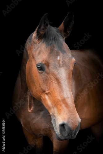 Brown horse on black background