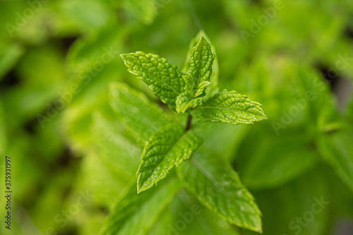 Mint plant grow at vegetable garden. Ecology natural creative concept. Top view nature background with spearmint herbs.