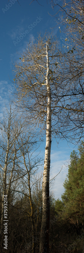 Fototapeta premium tall tree with fallen leaves against the sky. Autumn season.