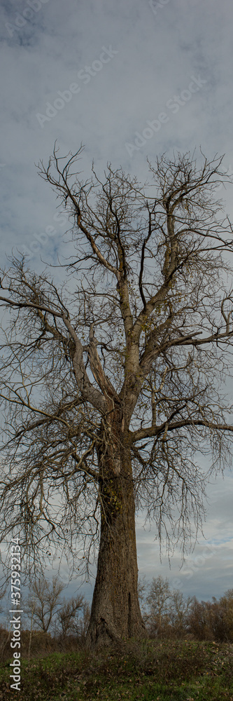tall tree with fallen leaves against the sky. Autumn season. tall tree with fallen leaves against the sky. Autumn season.