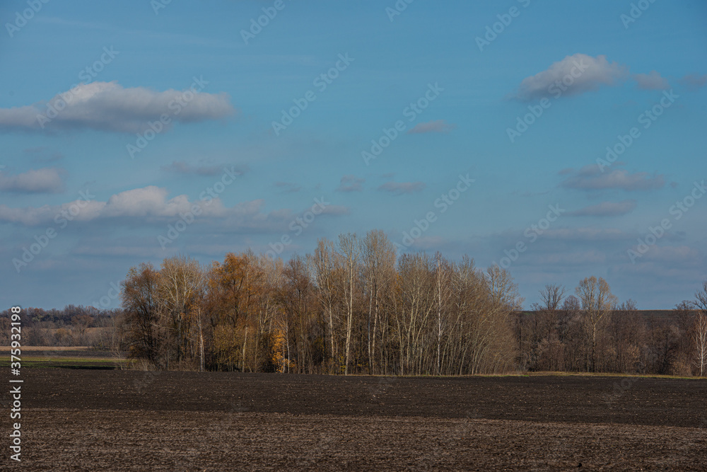 deciduous trees and field.