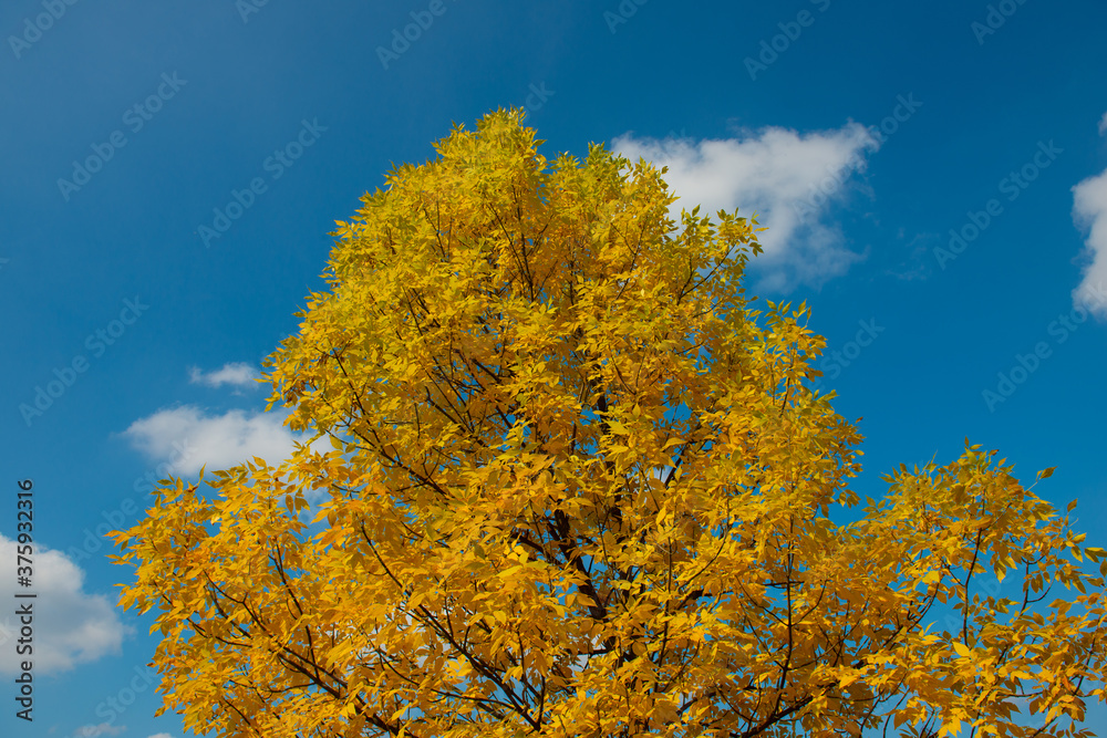 Branches of trees covered with yellow foliage.