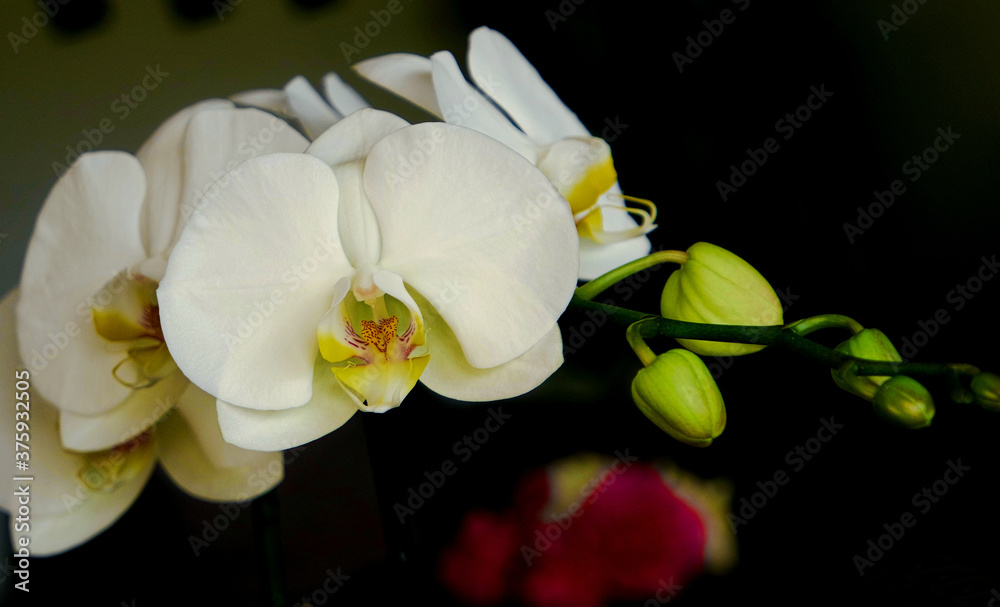 Orchideen Orchideen