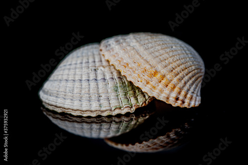 Shells on black background
