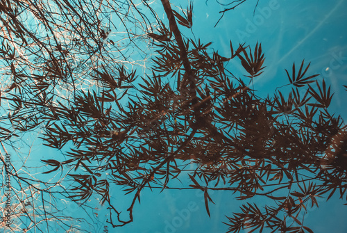 Reflection of tree branches and leaves in a lake. Abstract texture.