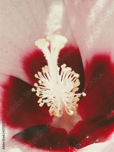 red and white flower