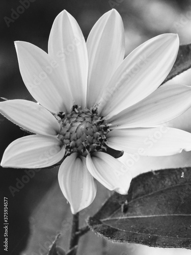 white flower