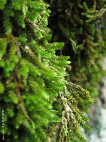 close up of pine needles