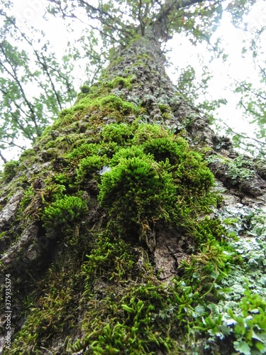 moss on the tree