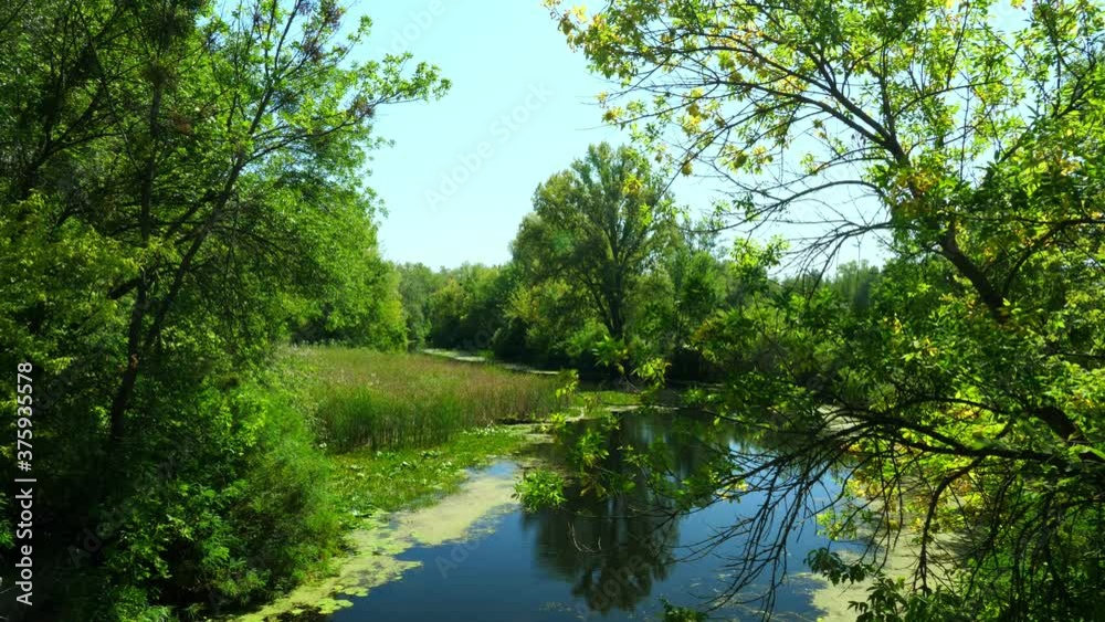 A quiet summer river flows through the green forest. European nature. A quiet summer river flows through the green forest. European nature.
