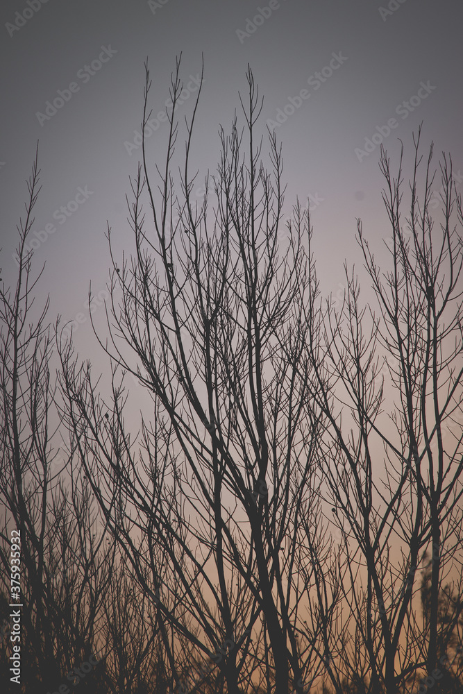 Dry tree silhouette at winter dusk