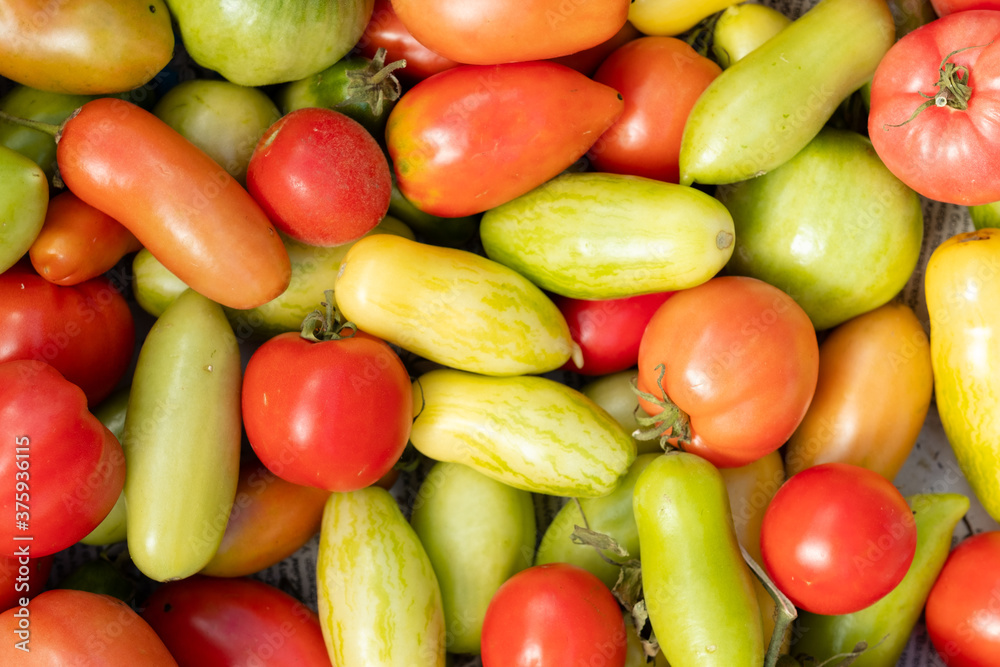 fresh vegetables on the market. tomato harvest
