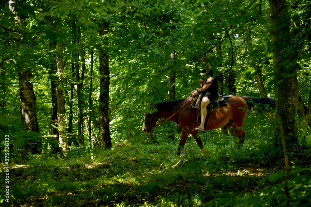 Horses rest under the saddle at a halt. Several bay horses are tied to a tree and stand in the shade under the trees. The horses, standing in the shade under the trees, await the return of the riders. Horses rest under the saddle at a halt. Several bay horses are tied to a tree and stand in the shade under the trees. The horses, standing in the shade under the trees, await the return of the riders.