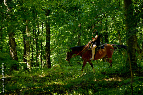 Horses rest under the saddle at a halt. Several bay horses are tied to a tree and stand in the shade under the trees. The horses, standing in the shade under the trees, await the return of the riders. © atevi