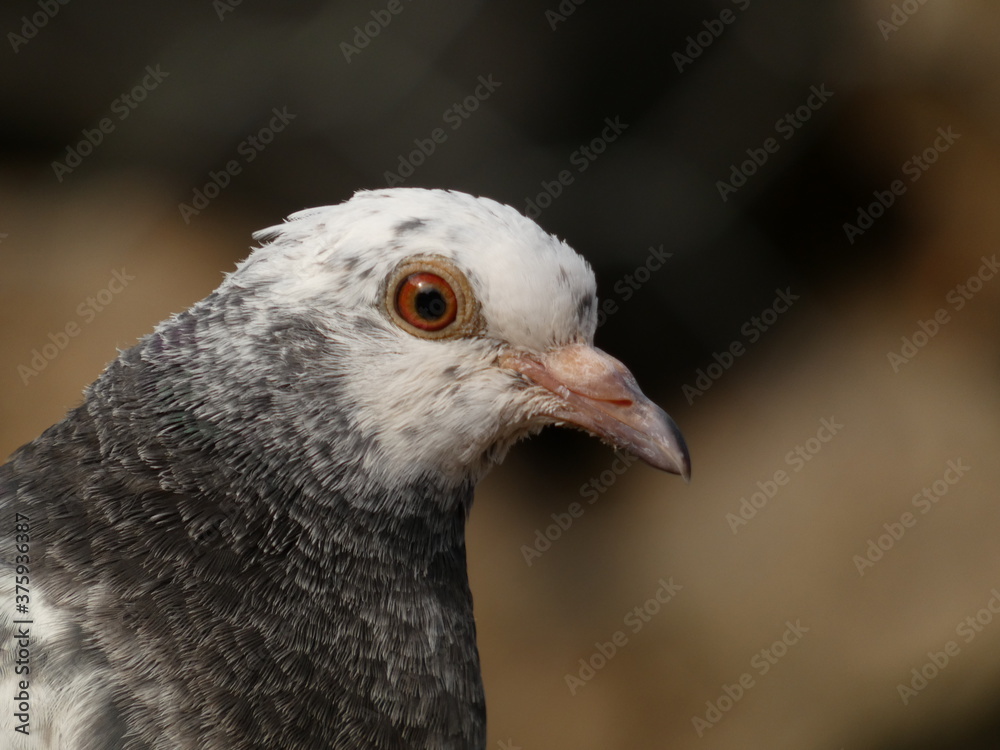 Portrait of funny pigeon with white head Portrait of funny pigeon with white head