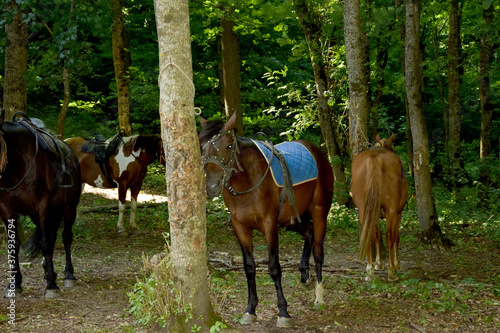 Horses rest under the saddle at a halt. Several bay horses are tied to a tree and stand in the shade under the trees. The horses, standing in the shade under the trees, await the return of the riders.