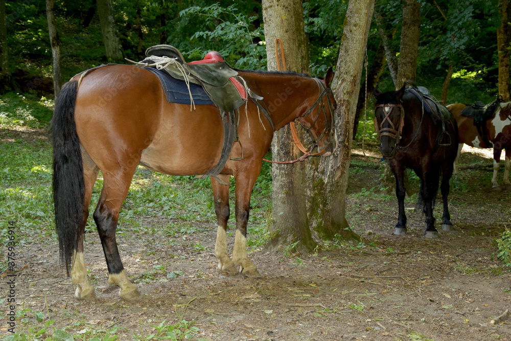 Horses rest under the saddle at a halt. Several bay horses are tied to a tree and stand in the shade under the trees. The horses, standing in the shade under the trees, await the return of the riders. Horses rest under the saddle at a halt. Several bay horses are tied to a tree and stand in the shade under the trees. The horses, standing in the shade under the trees, await the return of the riders.