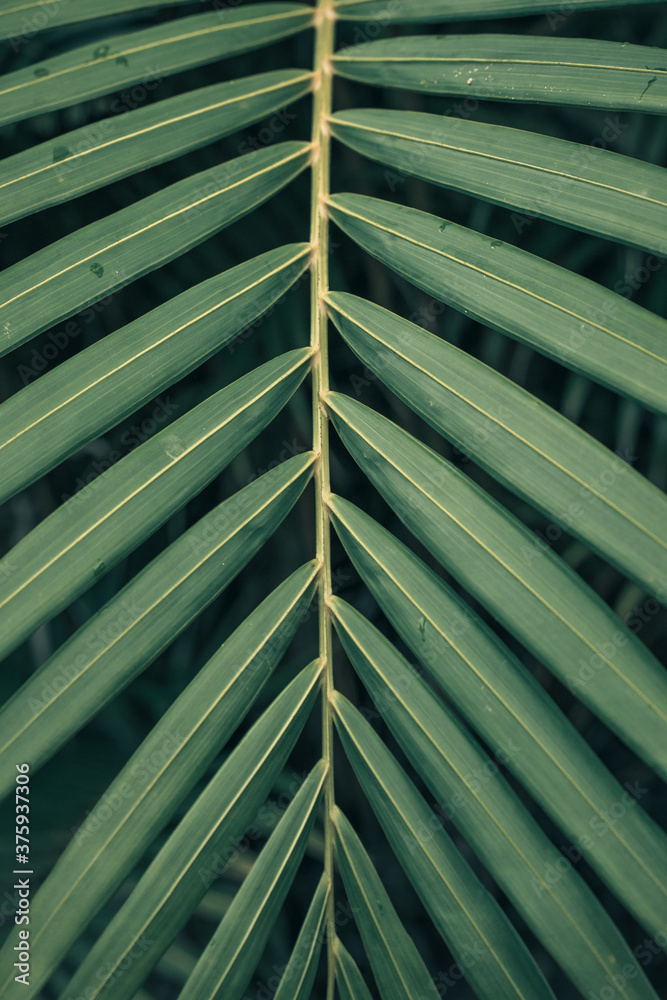 Macro texture of green leaves Macro texture of green leaves